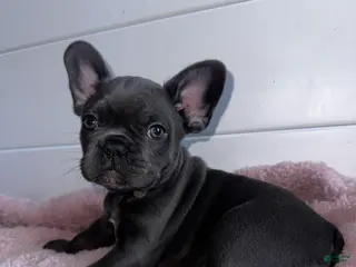 French Bulldog dogs Lola - Ad 32