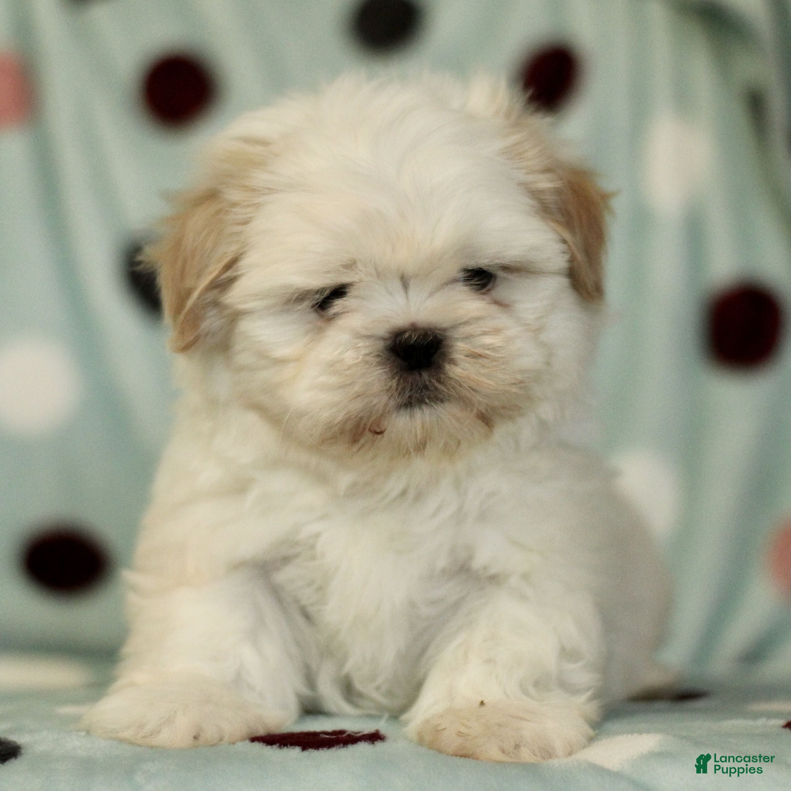 Shih Tzu dogs Chance - Ad 33