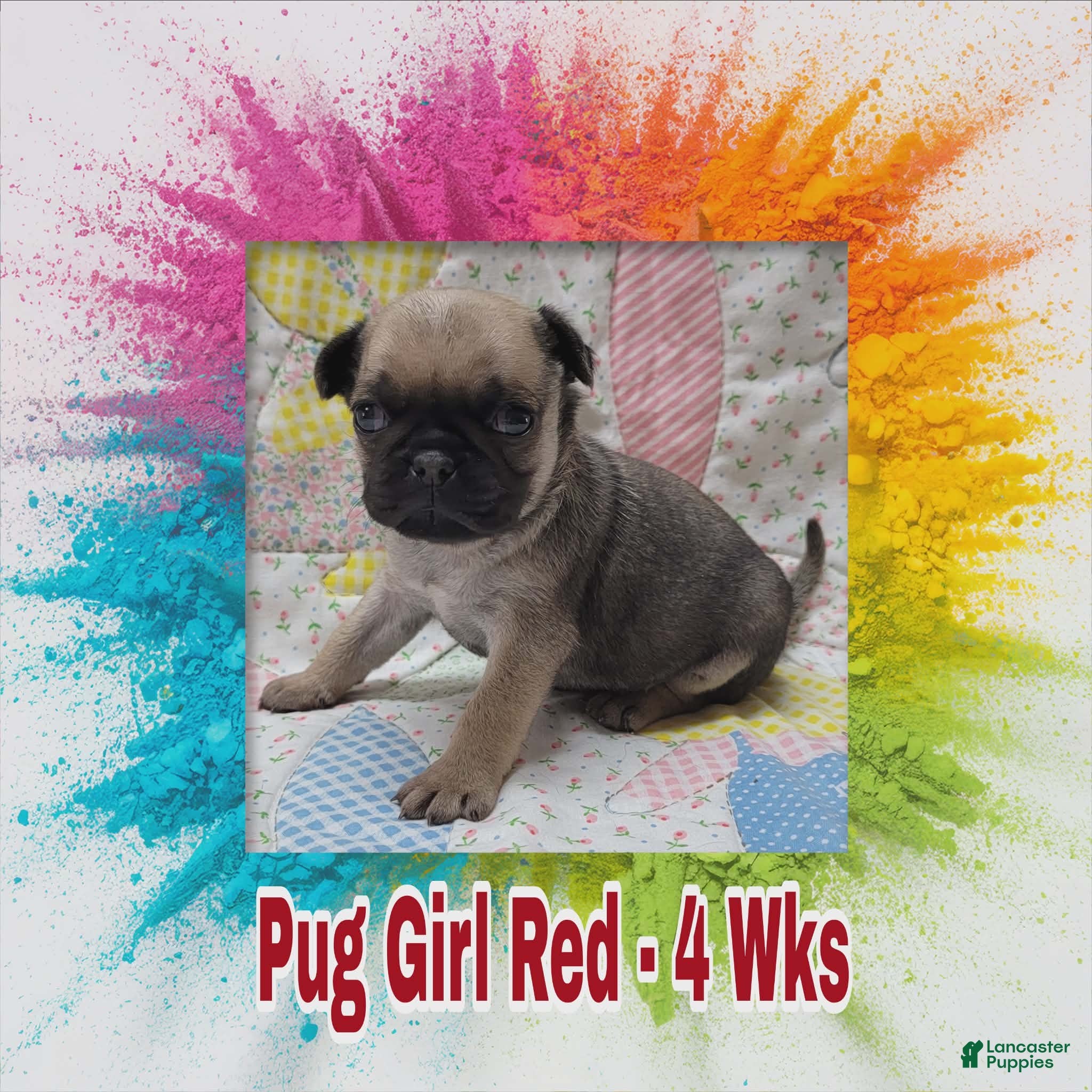 Pug dogs Pug Puppy Girl Red - Ad 36