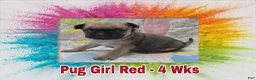 Pug dogs for sale: Pug Puppy Girl Red - Ad 4