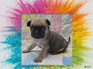 Pug dogs Pug Puppy Girl Red - Ad 36
