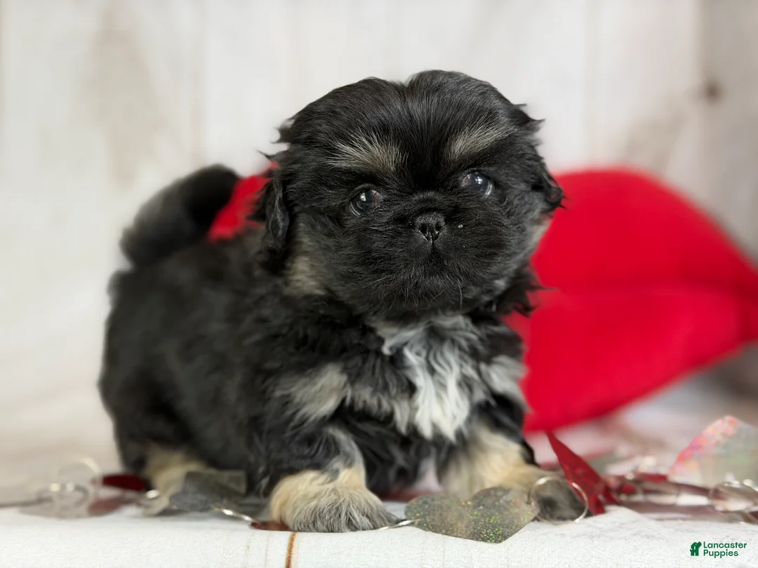 Pekingese dogs for sale: ACA dancer black and tan  - Ad 10
