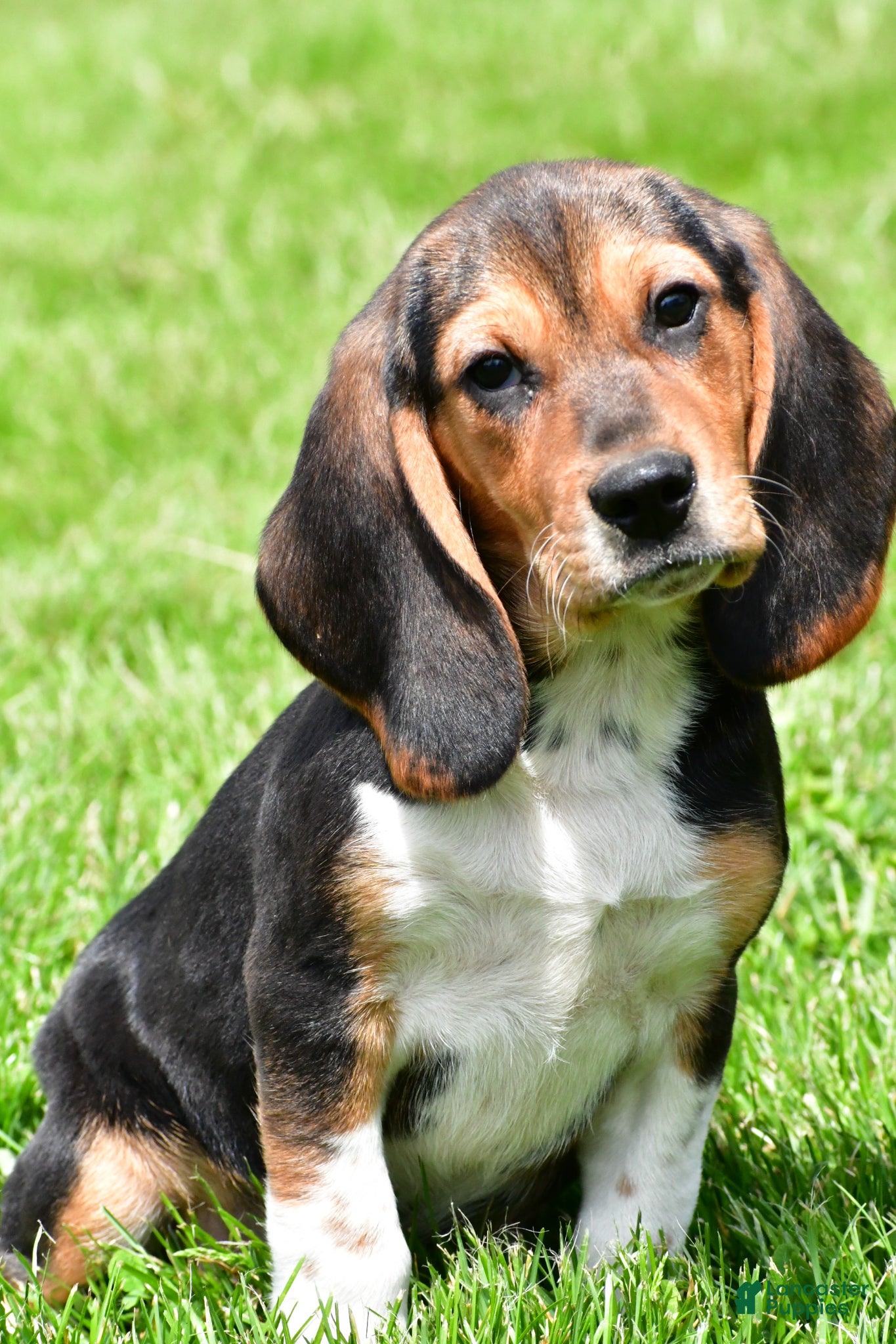 Beagle dogs Marley - Ad 2