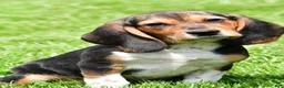 Beagle dogs for sale: Marley - Ad 2
