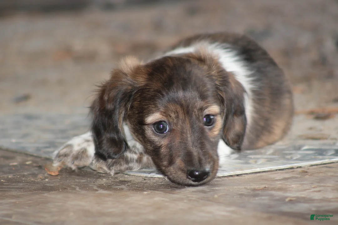 Miniature Dachshund dogs for sale: Bonita - Ad 8