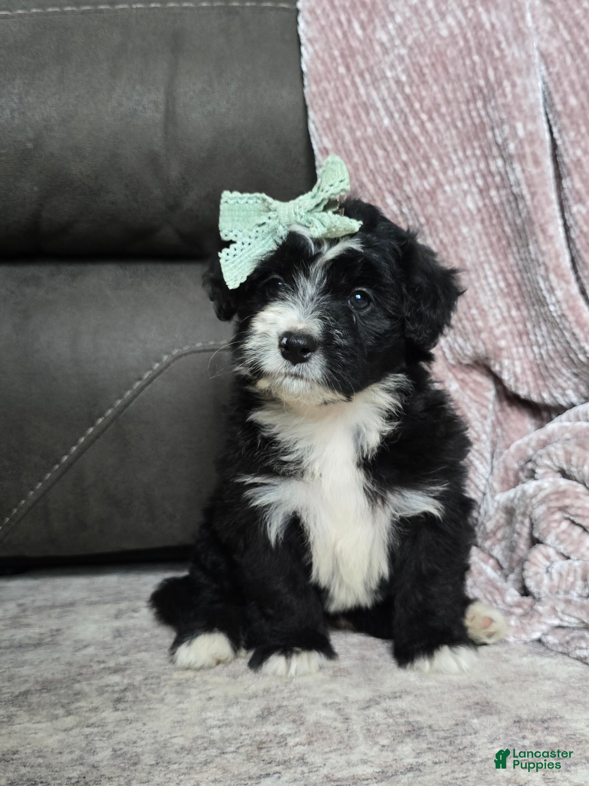 Mini Bernedoodle dogs Mini Wanda - Ad 2