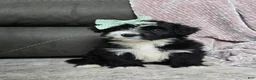 Mini Bernedoodle dogs for sale: Mini Wanda - Ad 2