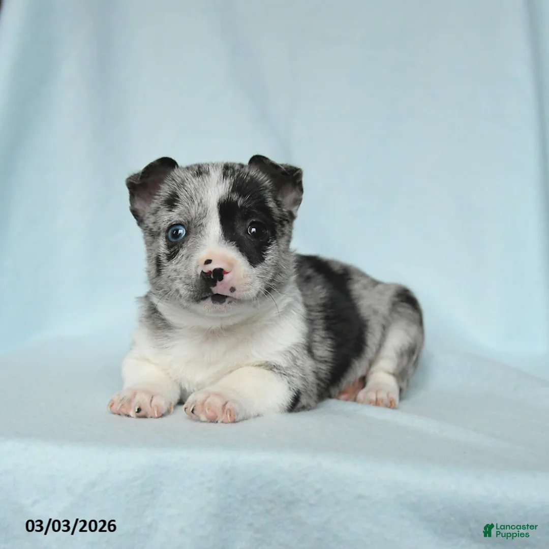 Chihuahua dogs for sale: Aaron - Ad 3