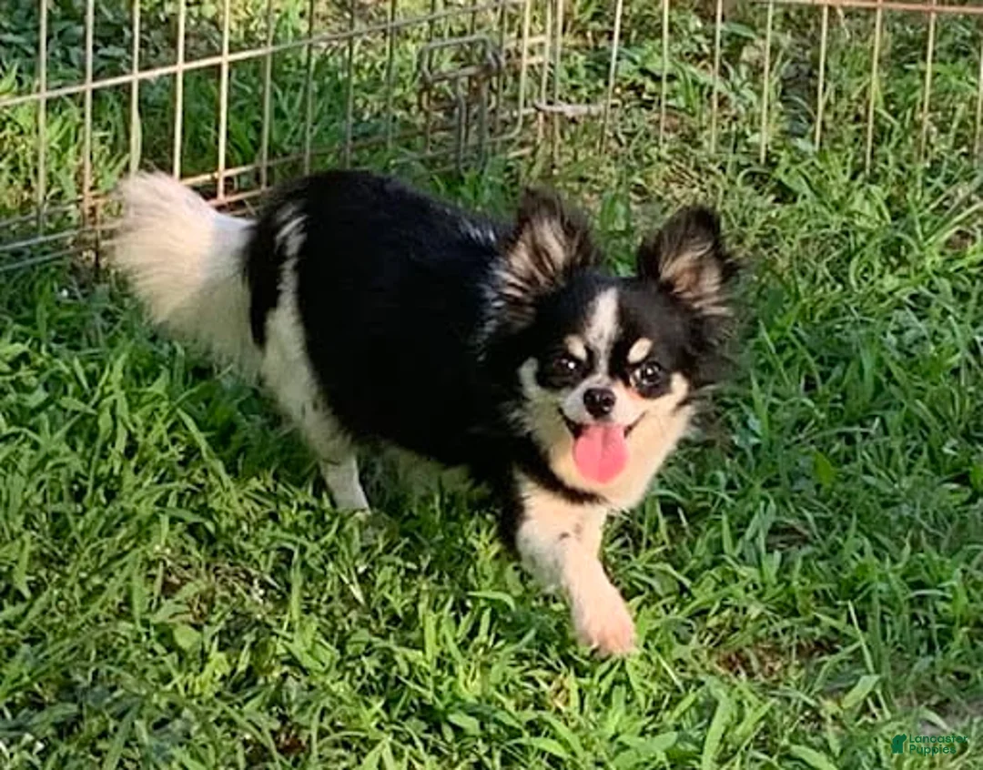 Gallery Image {{count}}