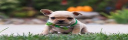 French Bulldog dogs for sale: Felix - Ad 3