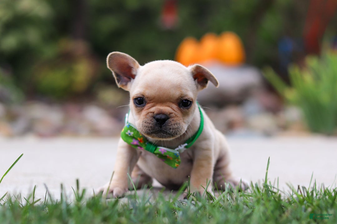 French Bulldog dogs for sale: Felix - Ad 3