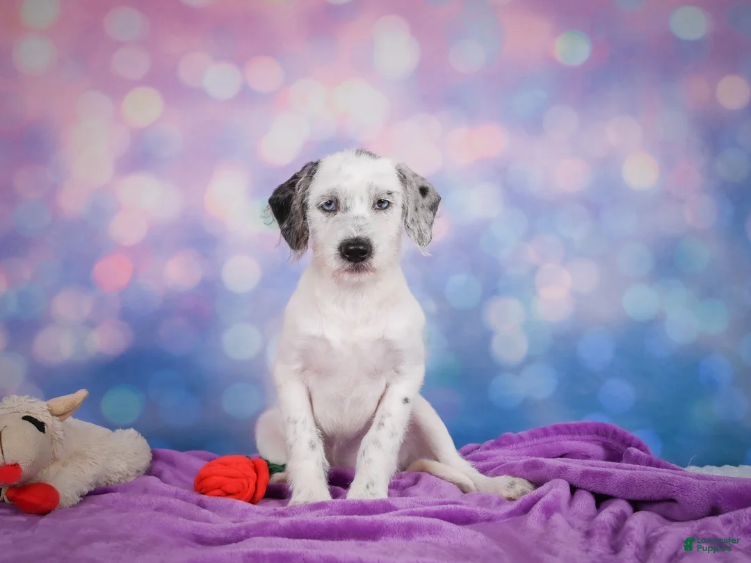 Mixed Breed dogs for sale: Sara - Ad 7