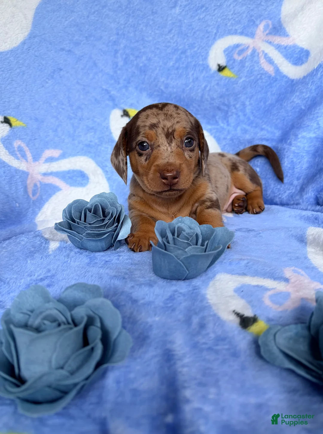 Miniature Dachshund dogs for sale: Miniature Dachshund 3- Cookie - Ad 1