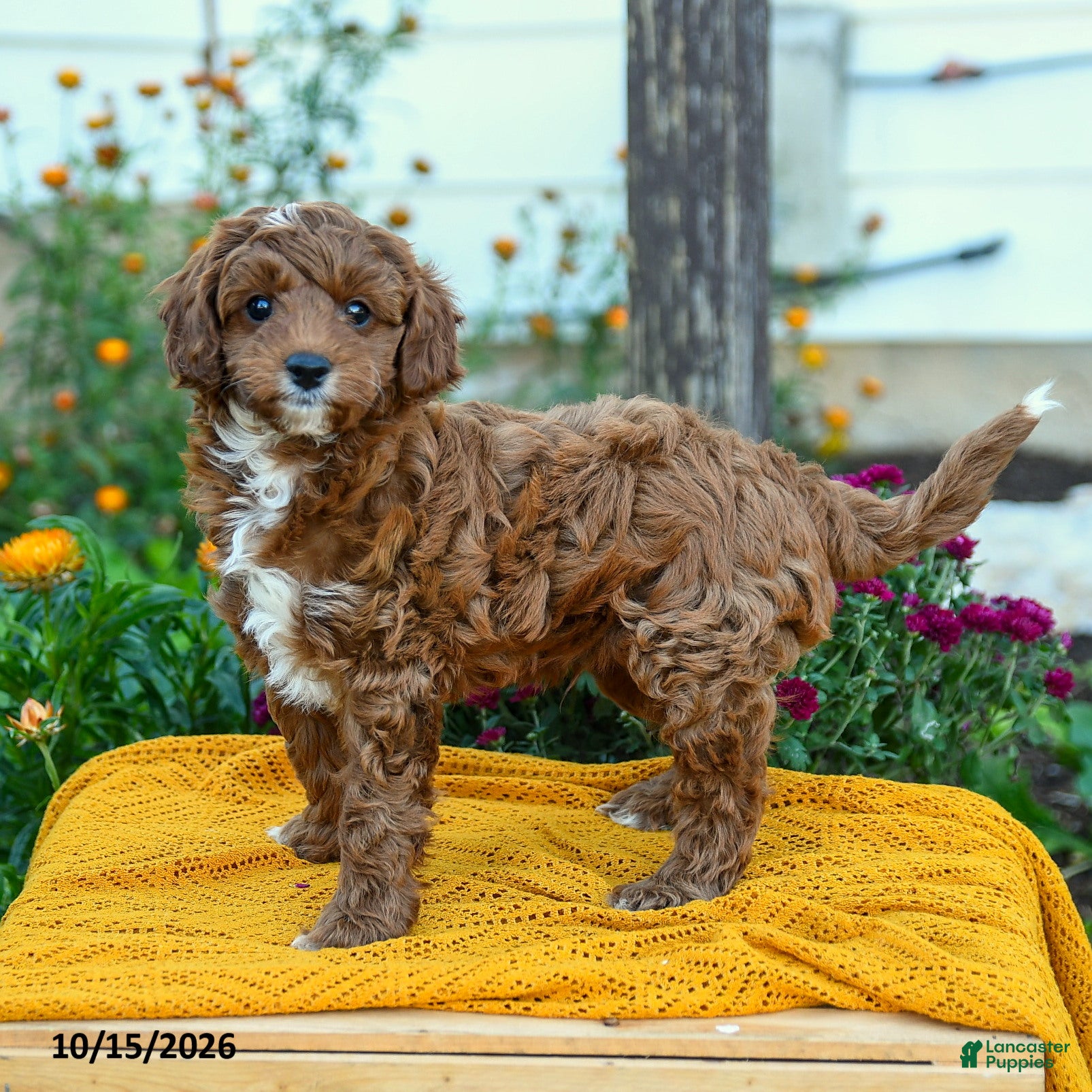 Cavapoo dogs for sale: Peanut  - Ad 2