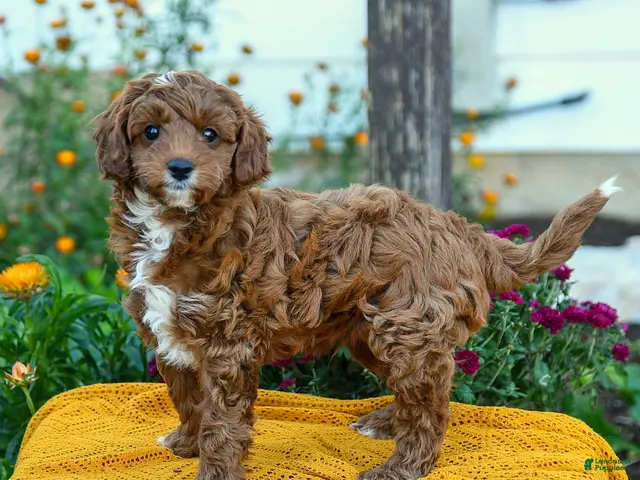 Cavapoo dogs for sale: Peanut - Ad 2