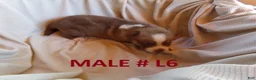 Siberian Husky dogs for sale: Siberian husky male #6 - Ad 1
