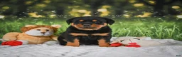 Rottweiler dogs for sale: Kai - Ad 5