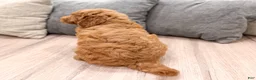 Mini Goldendoodle dogs for sale: Harper - Ad 5