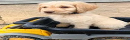 Goldendoodle dogs for sale: Goldendoodle 2 - Ad 4