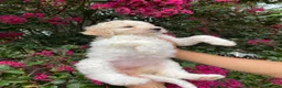 Goldendoodle dogs for sale: Daisy - Ad 7