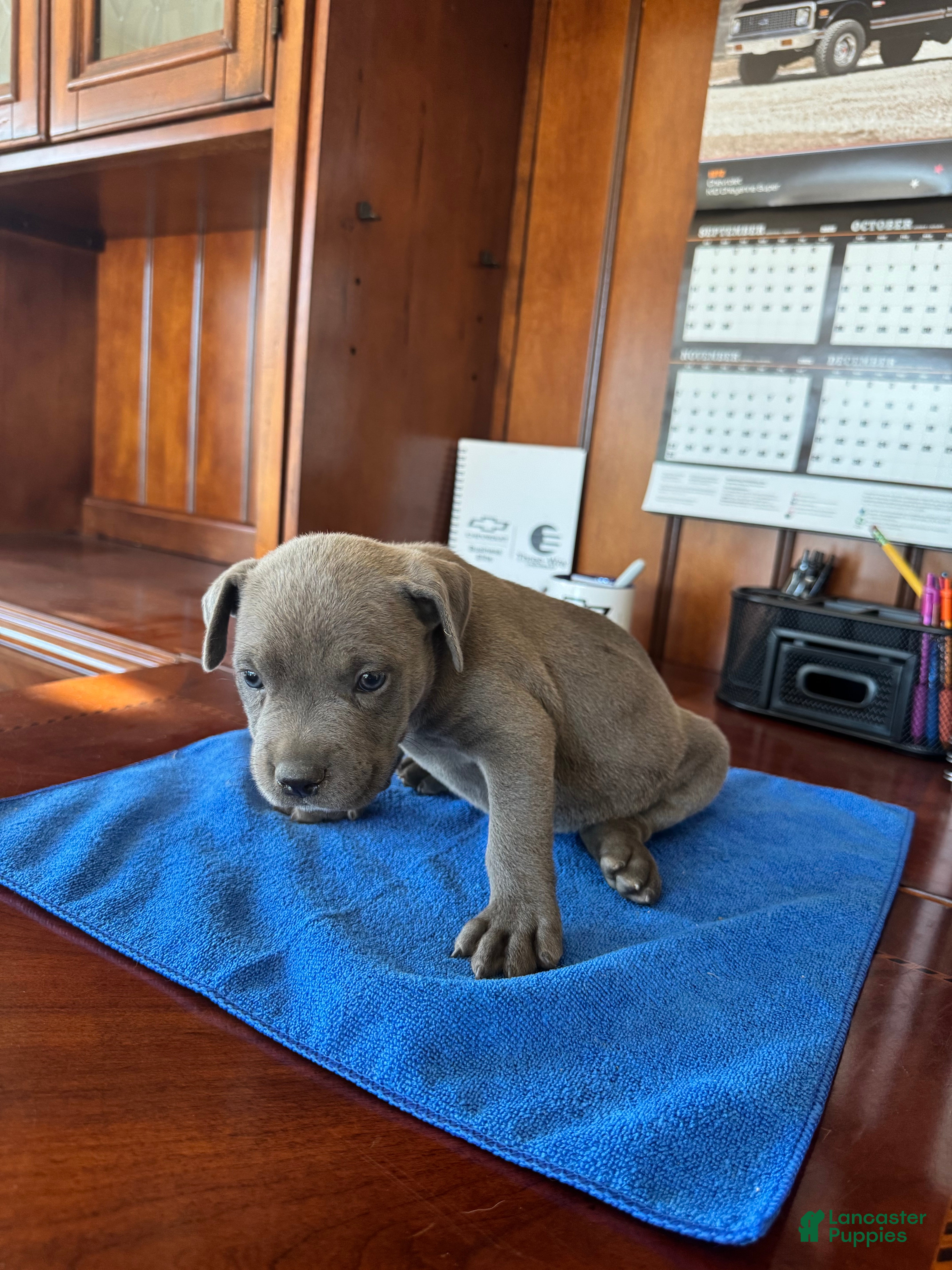 Mixed Breed dogs Mixed Breed 2 - Ad 2