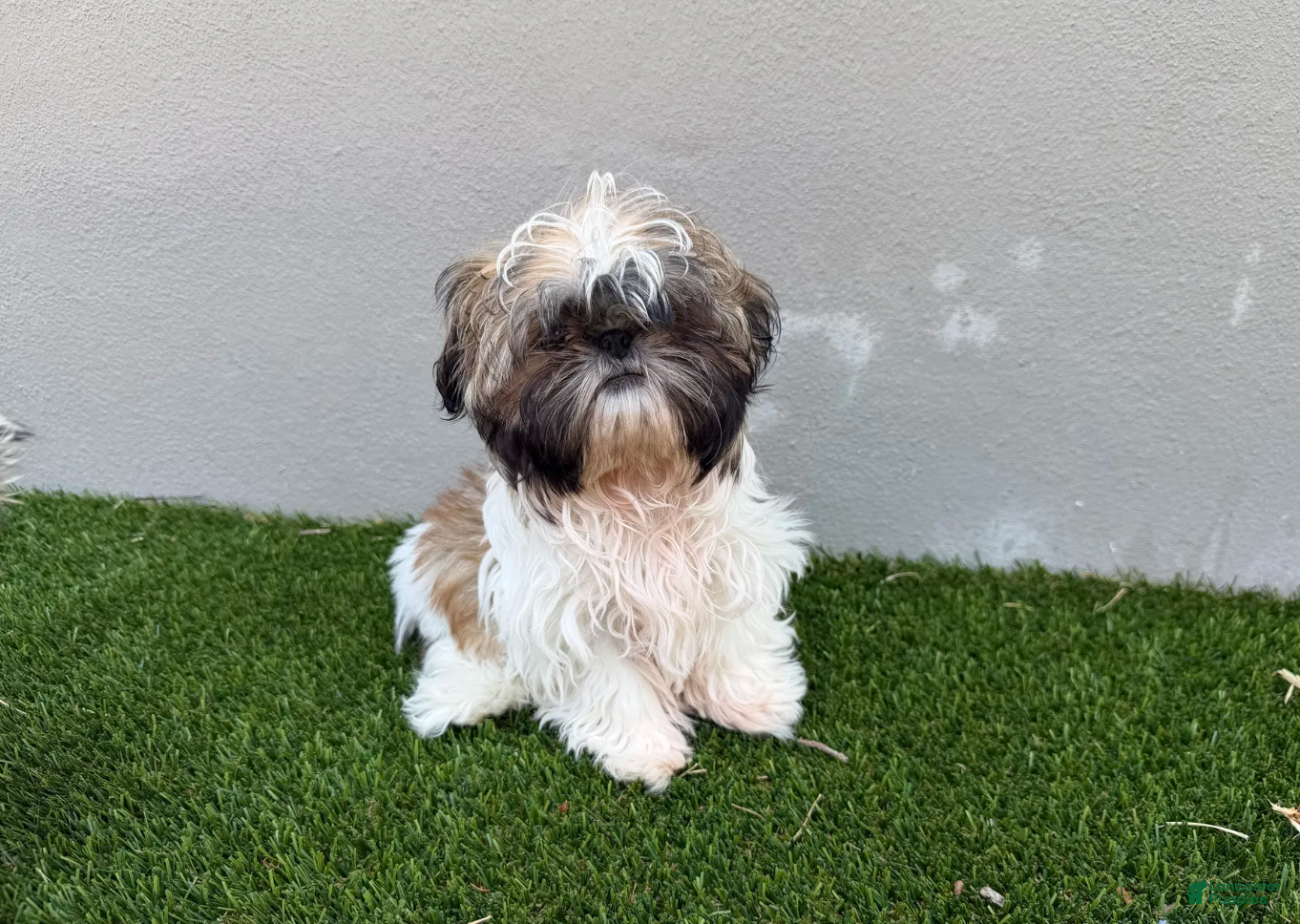 Shih Tzu dogs Ruby - Ad 1