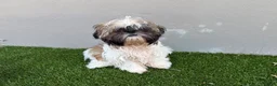 Shih Tzu dogs for sale: Ruby - Ad 1