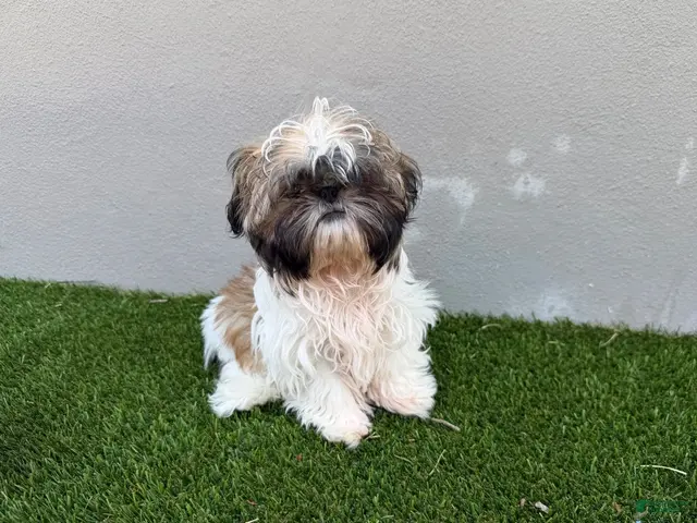 Shih Tzu dogs for sale: Ruby - Ad 1