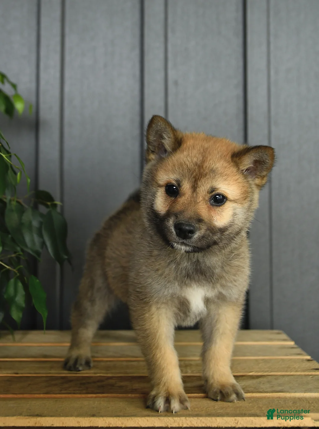 Gallery Image {{count}}