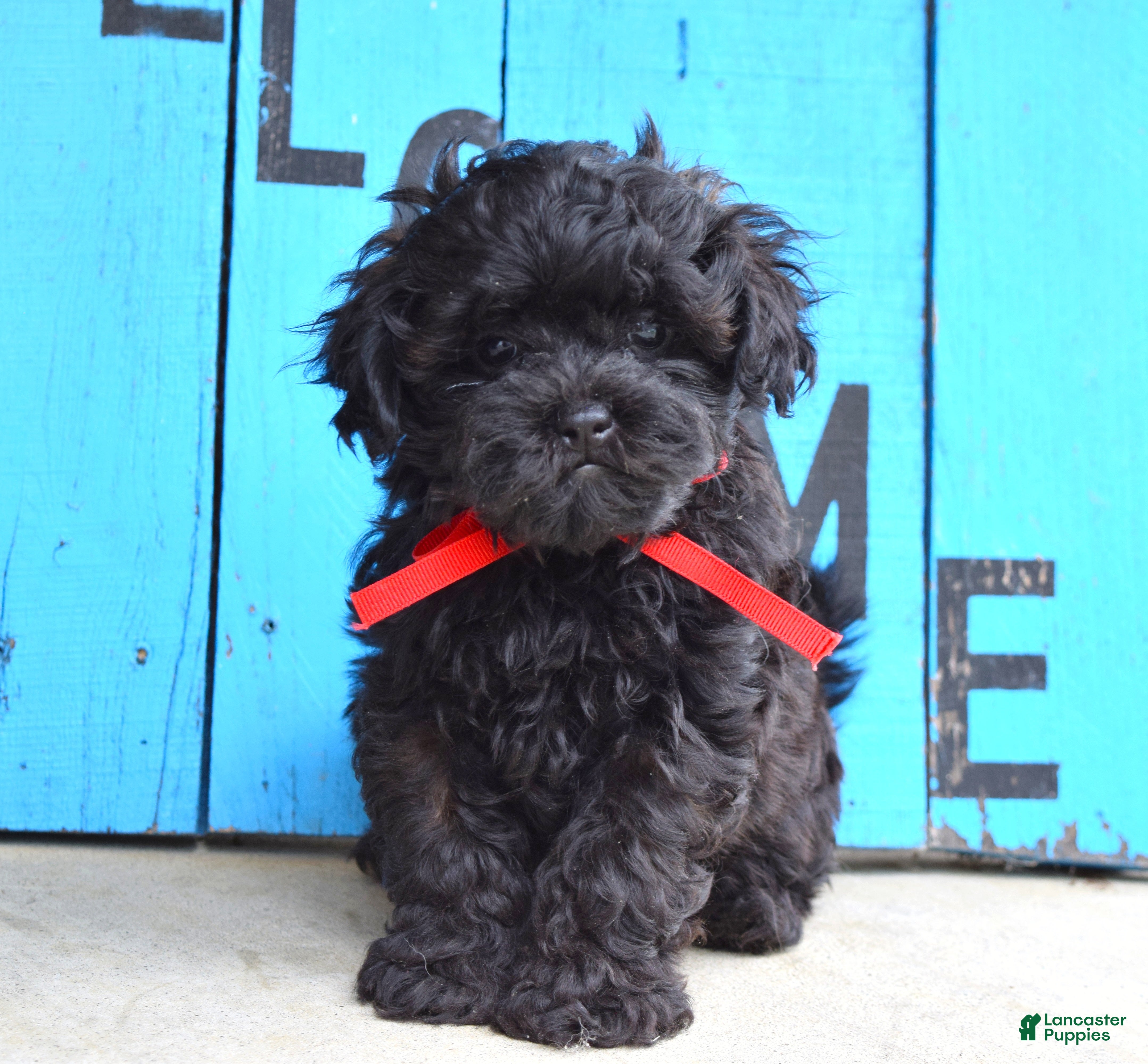 Shihpoo dogs Scottie - Ad 1