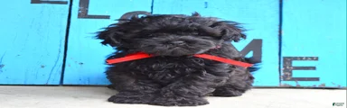 Scottie