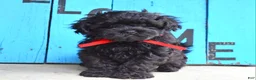 Shihpoo dogs for sale: Scottie - Ad 1
