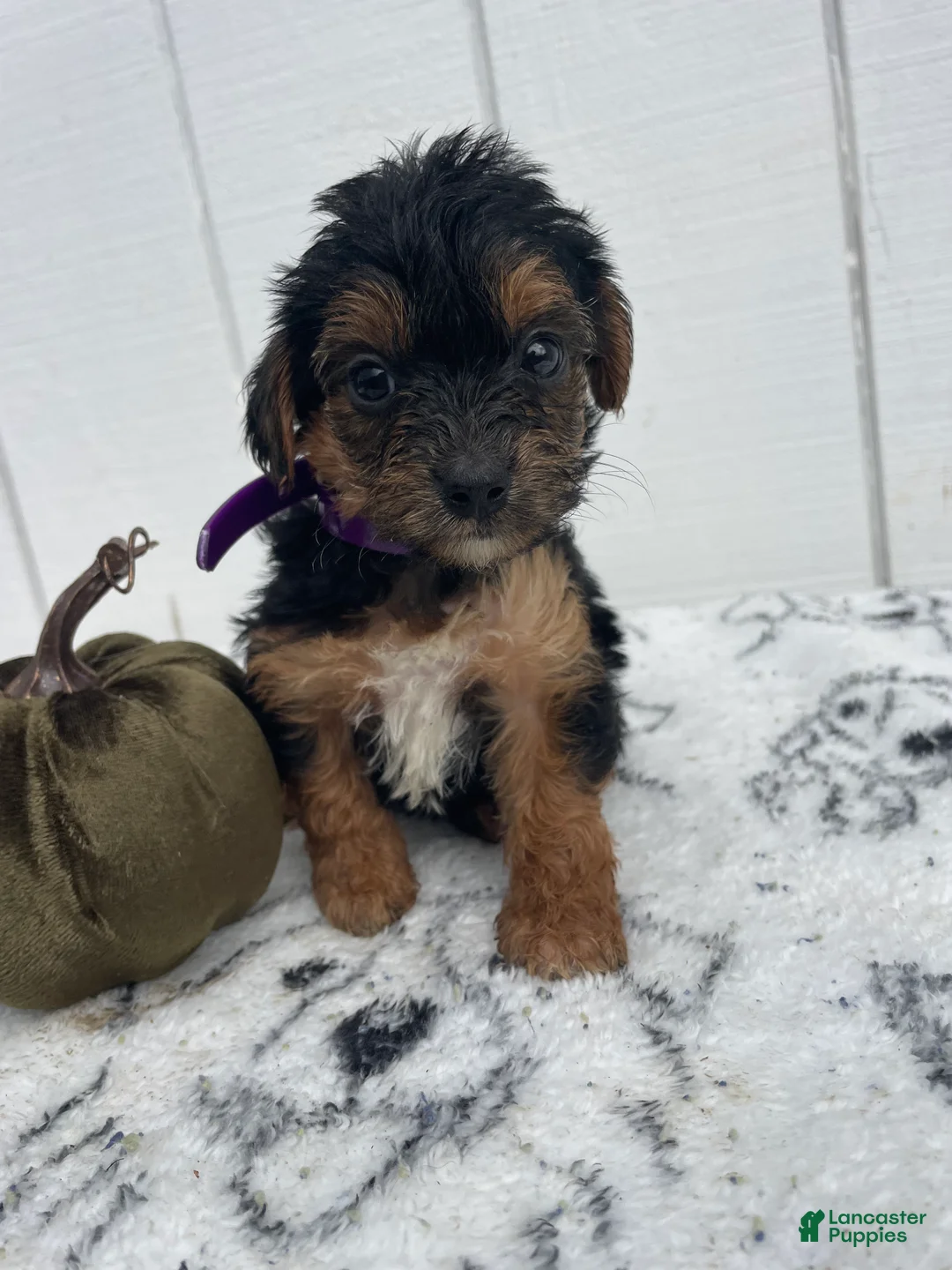 Yorkiepoo dogs for sale: Bailey - Ad 2