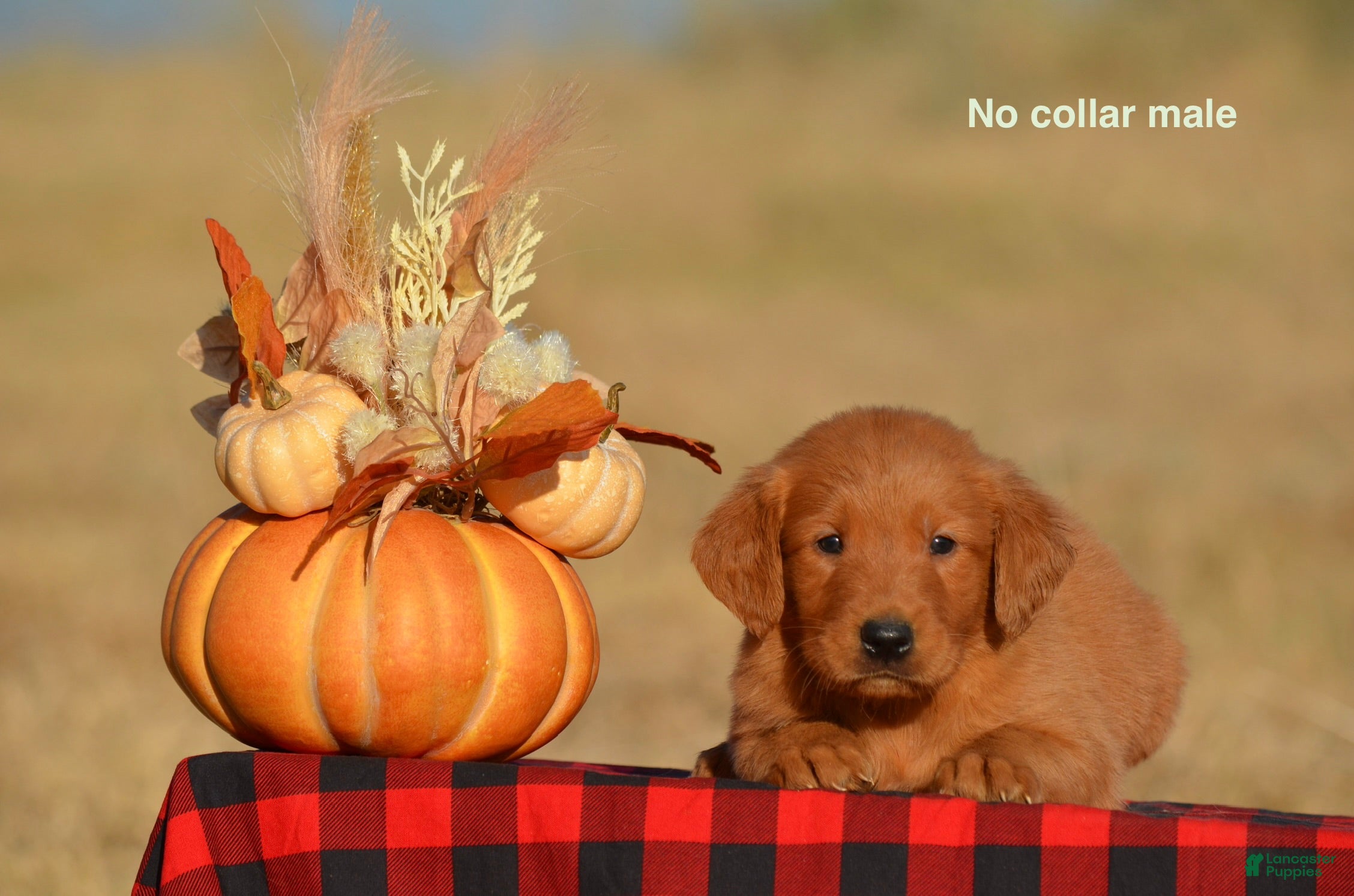 Golden Retriever dogs Kenyon - Ad 26