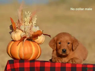 Golden Retriever dogs Kenyon - Ad 26