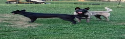 Belgian Malinois dogs for sale: Belgian Malinois 2 - Ad 12