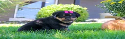 Rottweiler dogs for sale: Sophie - Ad 6