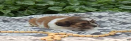 Teddy Bear dogs for sale: Sushi - Ad 3