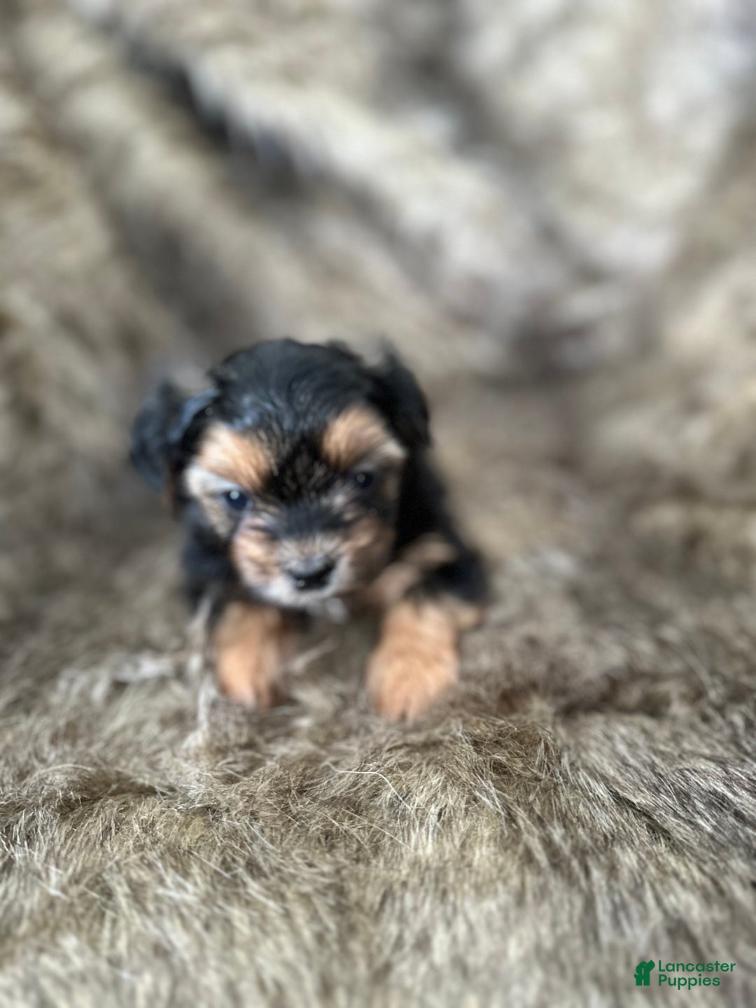 Shorkie dogs for sale: Camryn - Ad 9