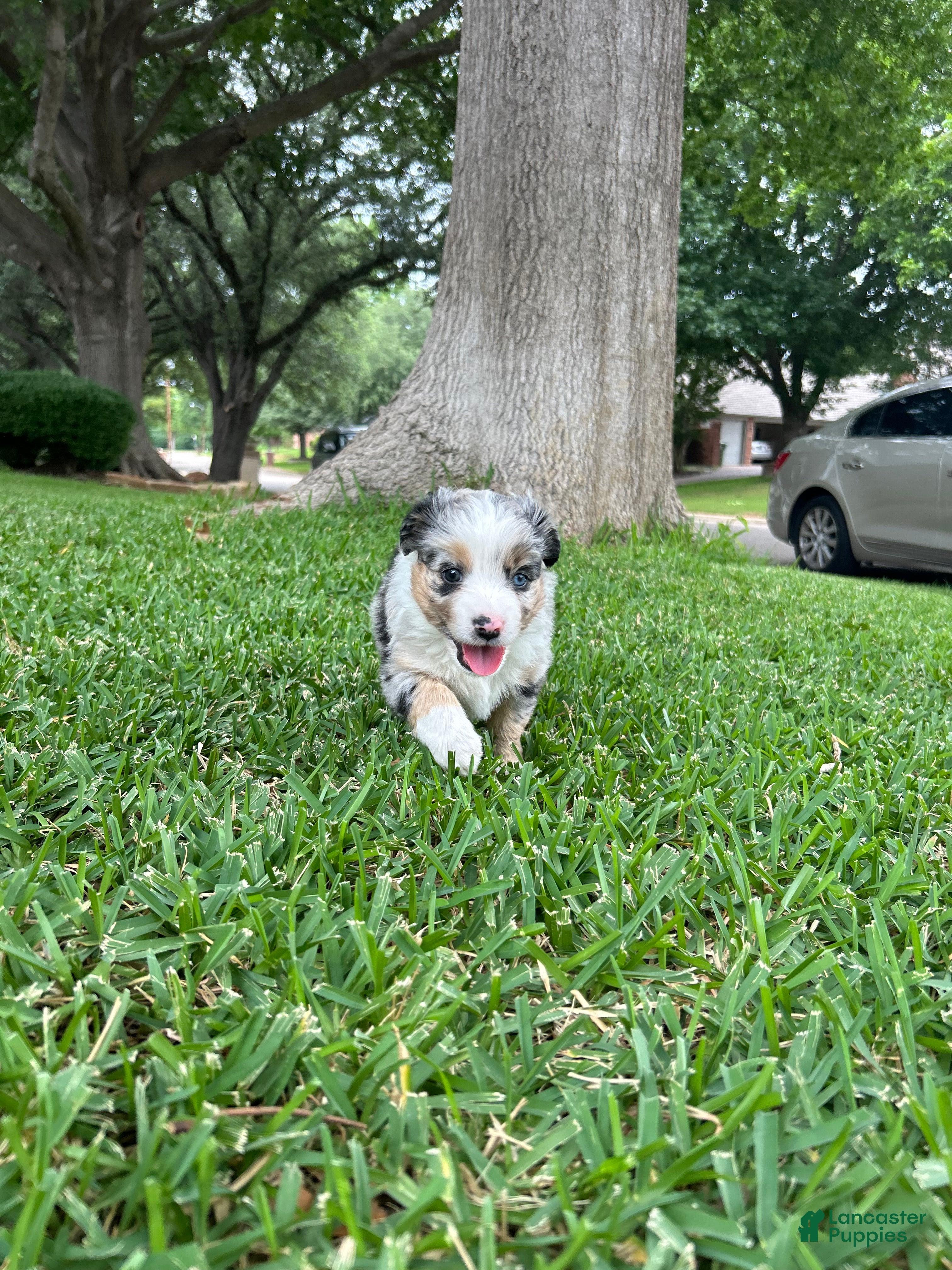 Miniature Australian Shepherd dogs for sale: Willa - Ad 3
