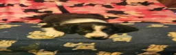Border Collie dogs for sale: Noddy - Ad 12
