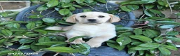 Labrador Retriever dogs for sale: Maple   - Ad 3