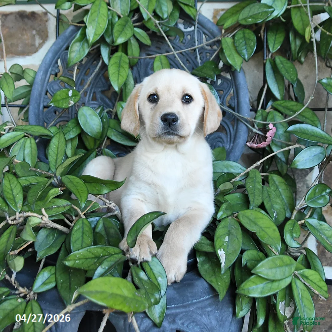 Labrador Retriever dogs for sale: Maple   - Ad 3