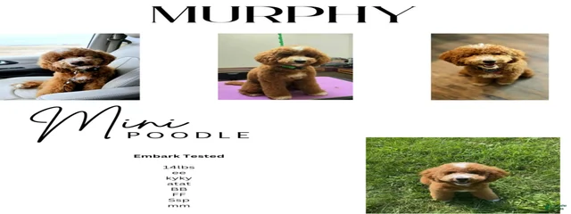 Snookums Murphy