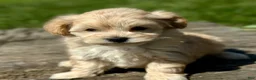 Maltipoo dogs for sale: Donald - Ad 2