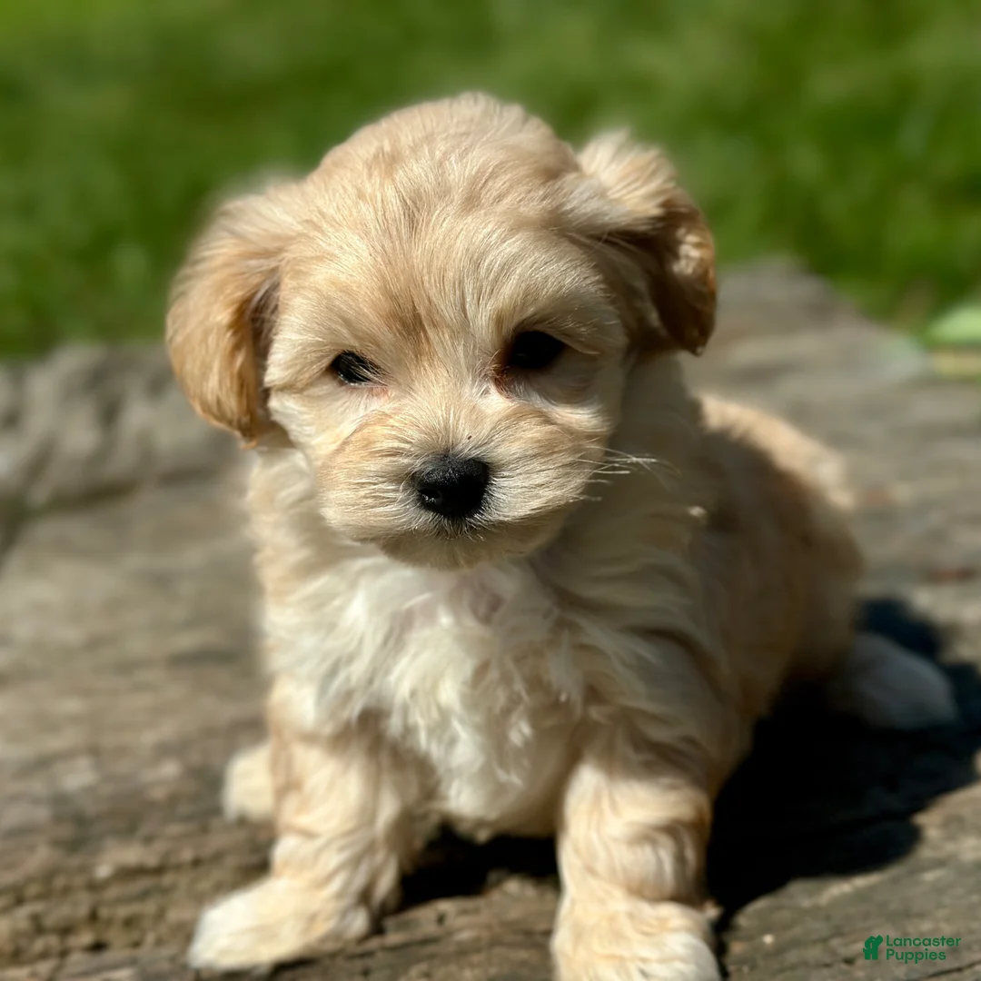 Maltipoo dogs for sale: Donald - Ad 2