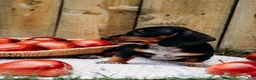 Miniature Dachshund dogs for sale: DNA Clear Black & Tan Piebald Smooth Coat Dachshund Puppy - Ad 8