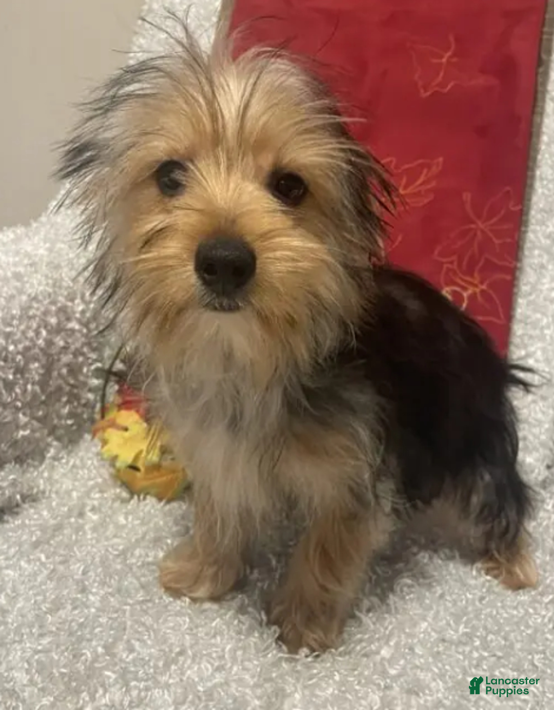 Yorkshire Terrier dogs for sale: Sammy - Ad 7