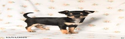 Chihuahua dogs for sale: Milly - Ad 2