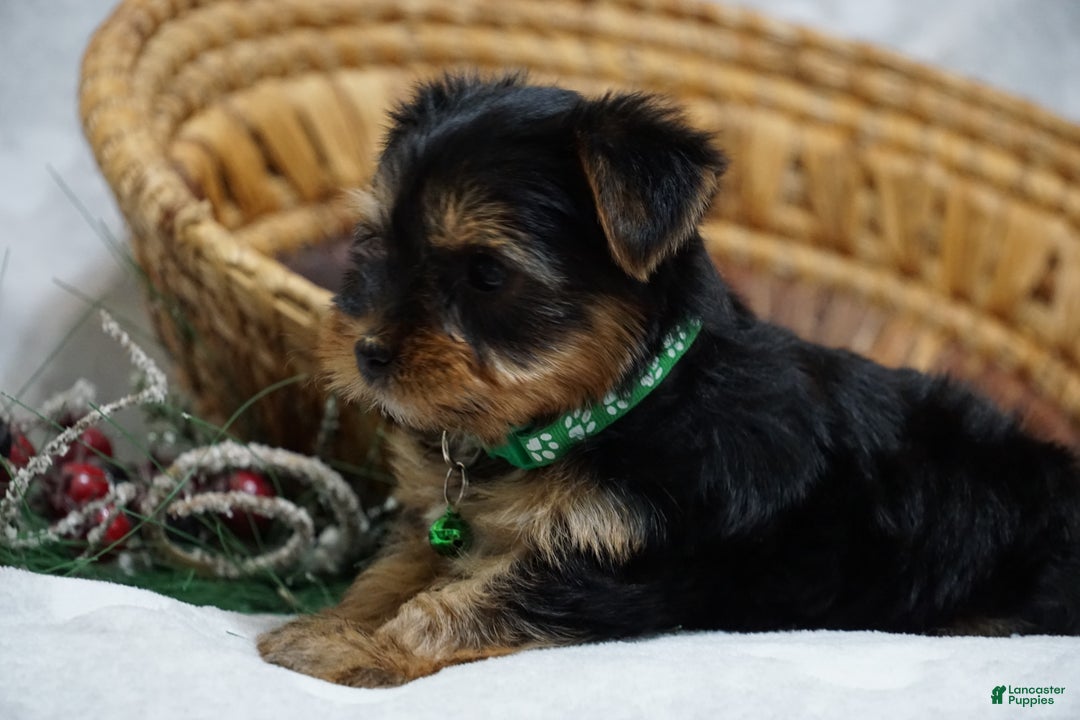 Yorkshire Terrier dogs for sale: Daffodil - Ad 6